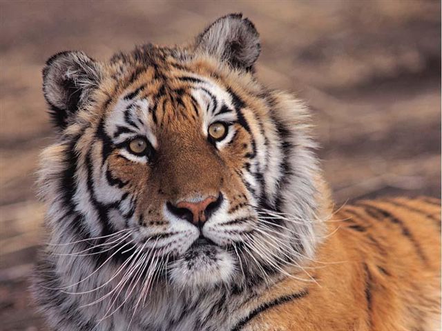 Des photos de tous les animaux que vous aimez Tigre511