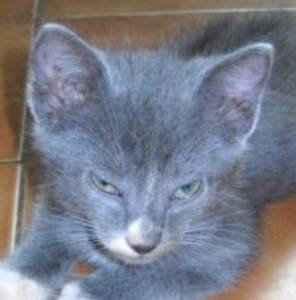 Waly chaton mâle de 2 mois à adopter (SPA de Guadeloupe, arrive le 23 juin en France Waly_a10