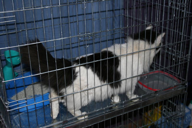 Chat noir et blanc angora de 3 ans à l'adoption Zeus_210