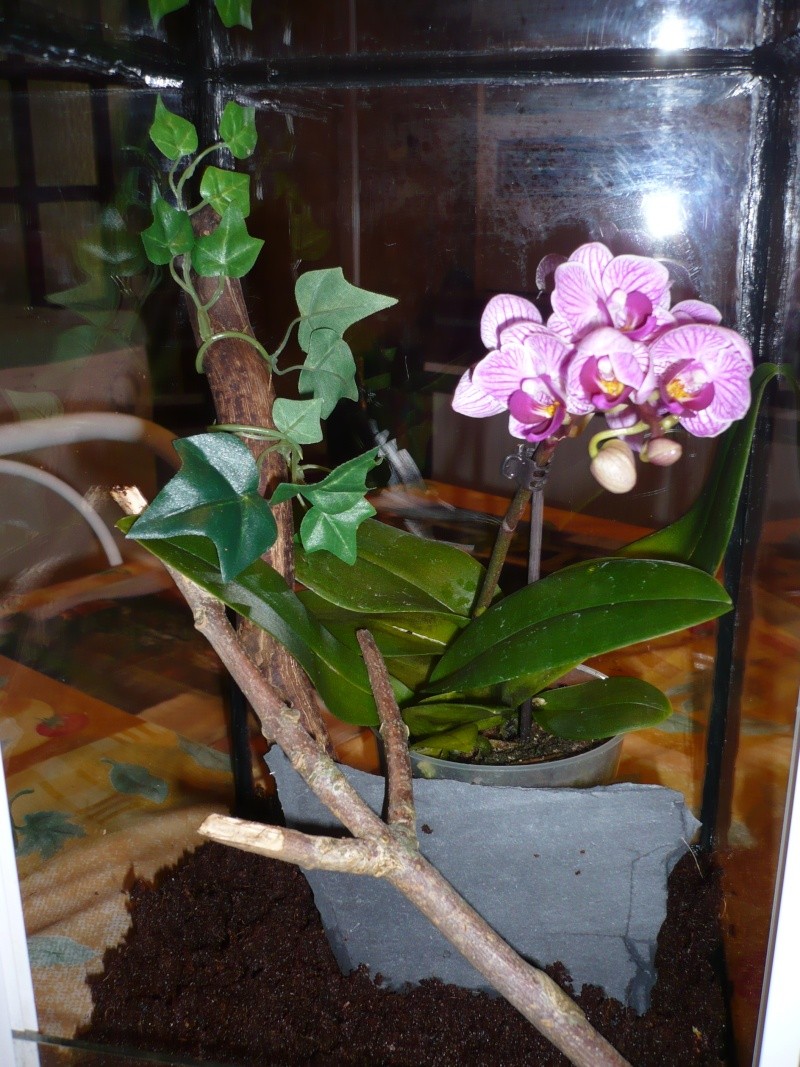 Mante orchidée P1130010