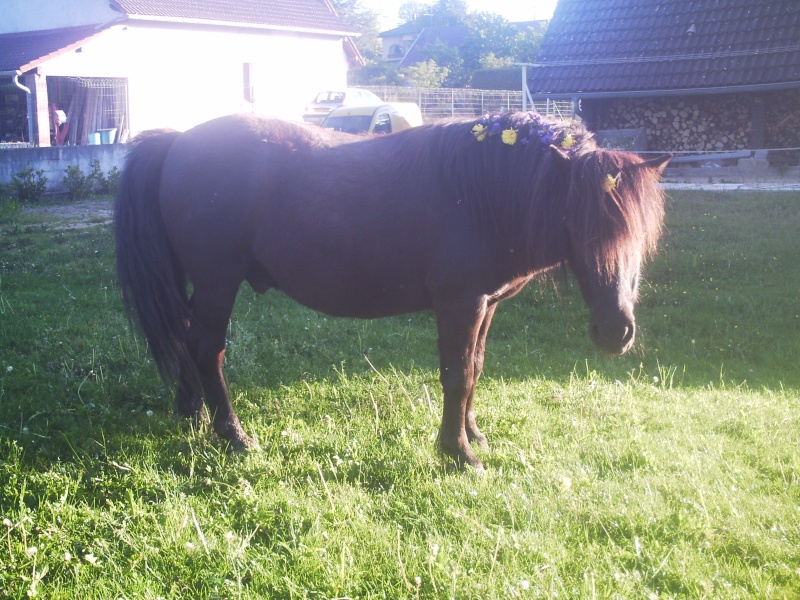 THEME 7: notre poney shetland et le printemps Phto0010