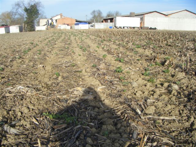 Strip till Orthman - Page 2 Dscf6411