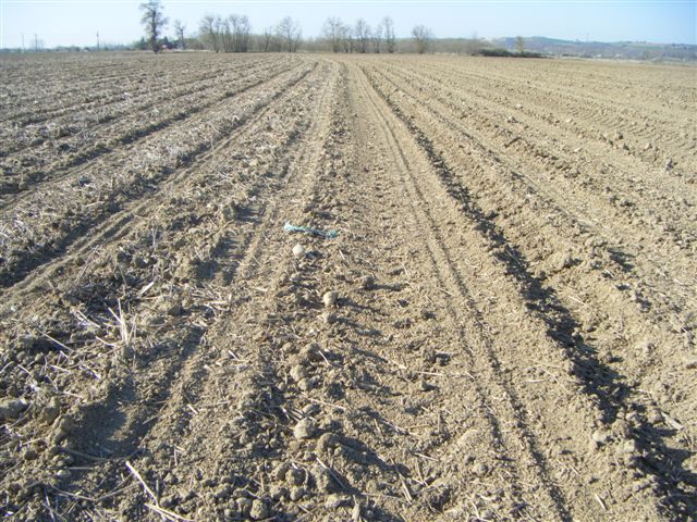 Strip till Orthman - Page 2 Dscf7125