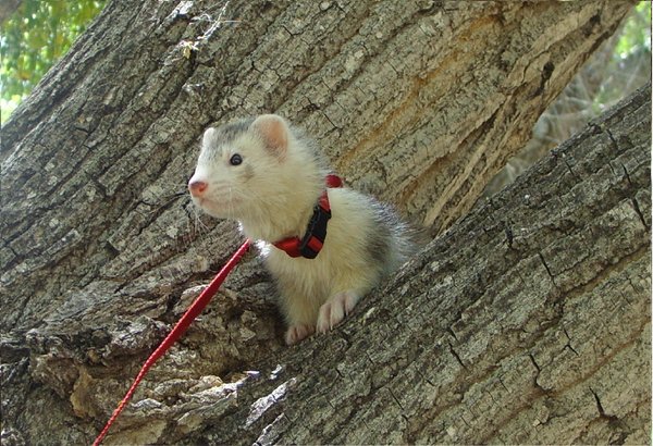 Nos autres bestioles de compagnie :) Namo10