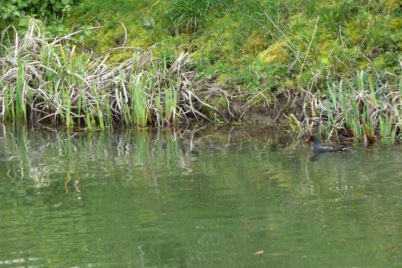 Mes premiers canards... Pouled10