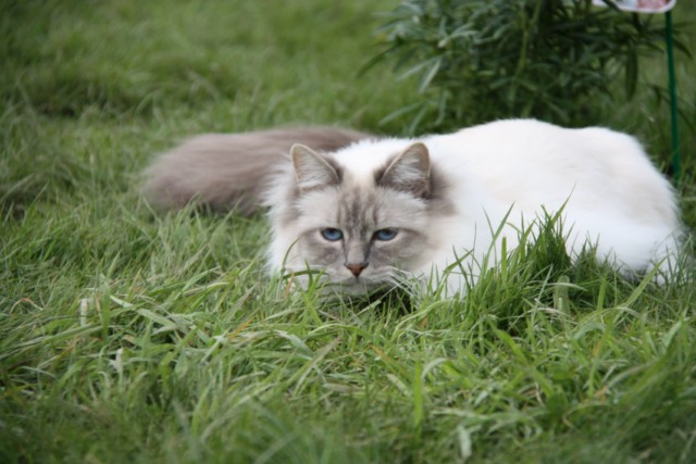 Lilou des Chaussons blancs Chats_50