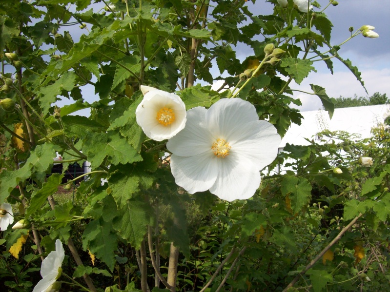 Abutilon vitifolium blanc 100_0311