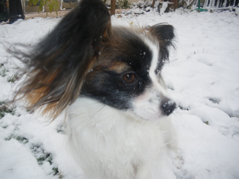 Concours photo chien hiver 2010/2011 - Page 2 Premia14