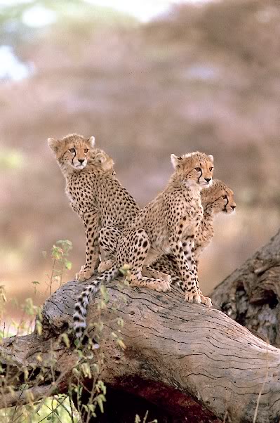 Ảnh động vật Cheeta10