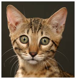 Liste des races de chats reconnues par le LOOF Bengal10