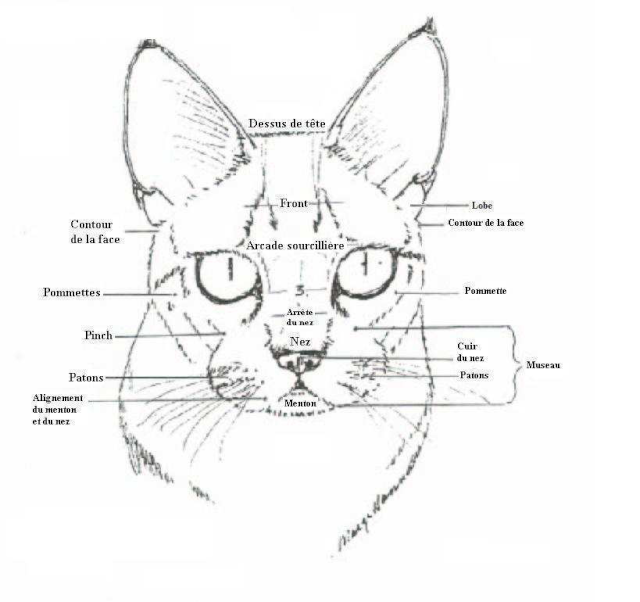 Anatomie du chat Chat10
