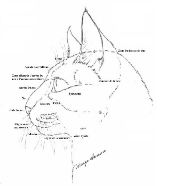 Anatomie du chat Chat_210