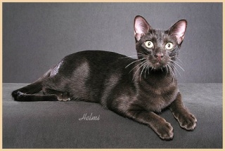 Liste des races de chats reconnues par le LOOF Havana10