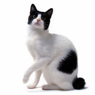 Liste des races de chats reconnues par le LOOF Japane10