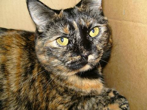 Notion D Ecaille Tortie Tricolore Torbie Notion D Ecaille Tortie Tricolore Torbie