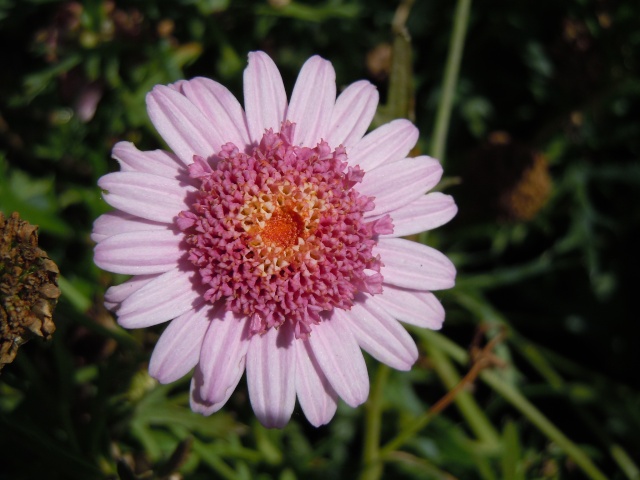 A spasso per il vivaio tra i fiori Dscn0230
