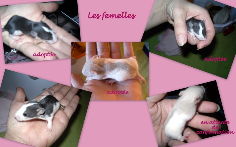 9 petits ratons à adopter  - Page 2 Femell19