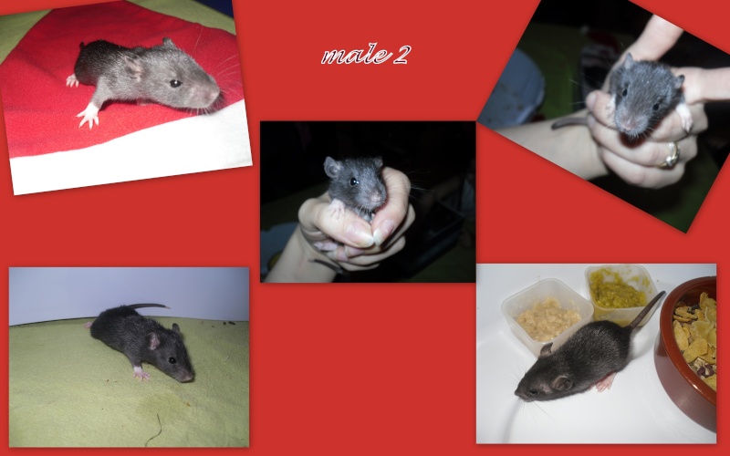 9 petits ratons à adopter  - Page 2 Irish110