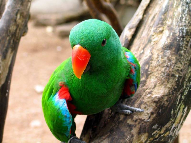 Eclectus Eclect10