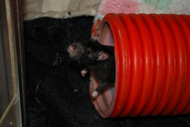 [Adoptés] GANGSTER, CAÏD ET RACAILLE, RATS, REFUGE FREE DPT (77) Gangst10