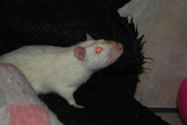 [Adoptés] GANGSTER, CAÏD ET RACAILLE, RATS, REFUGE FREE DPT (77) Gangst11