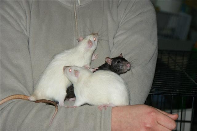 [Adoptés] GANGSTER, CAÏD ET RACAILLE, RATS, REFUGE FREE DPT (77) Ratou110