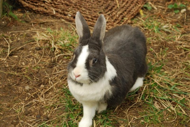 [Adoptée] RAMANOUCHE, LAPINE, REFUGE FREE DPT (77) Rouman14