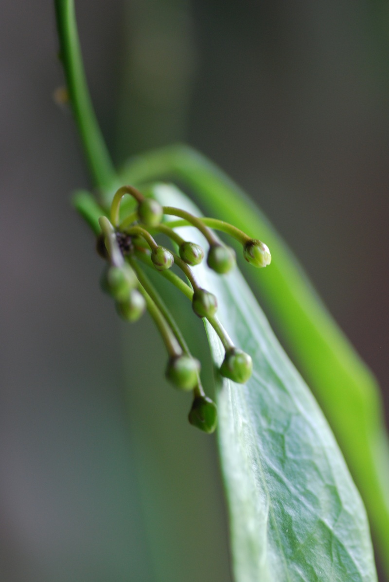 Hoya chlorantha Dsc_0015