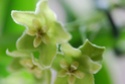Hoya chlorantha Dsc_0016