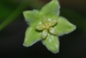 Hoya chlorantha Dsc_0027