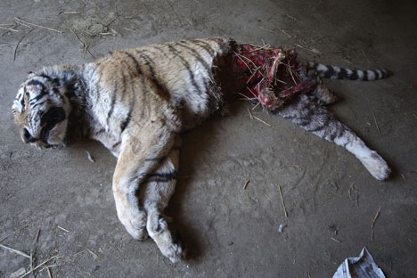 petition pour les felins Tigre_12