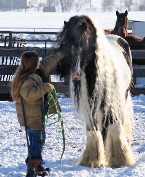 Ansley (Gypsy Vanner Eržilas) Stalli10