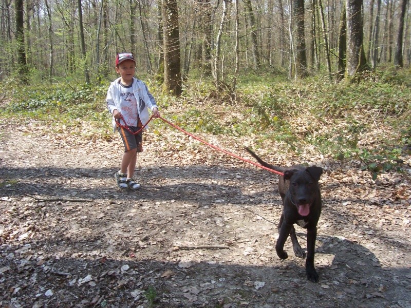 MAX, mâle, x labrador, 3 mois Ballad10