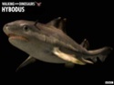 Les Requins préhistoriques Hybodu10