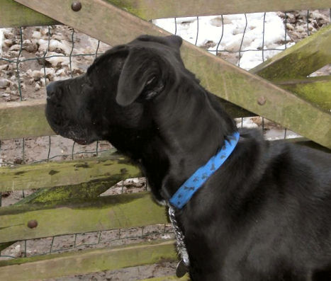 Brooke - Cane Corso HOMED Brooke11