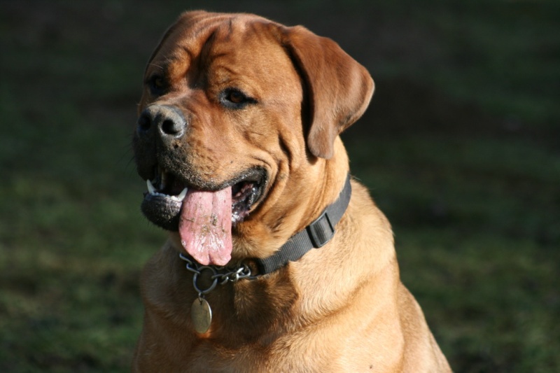 Bailey - Bullmastiff X Dogue de Bordeaux Img_6510