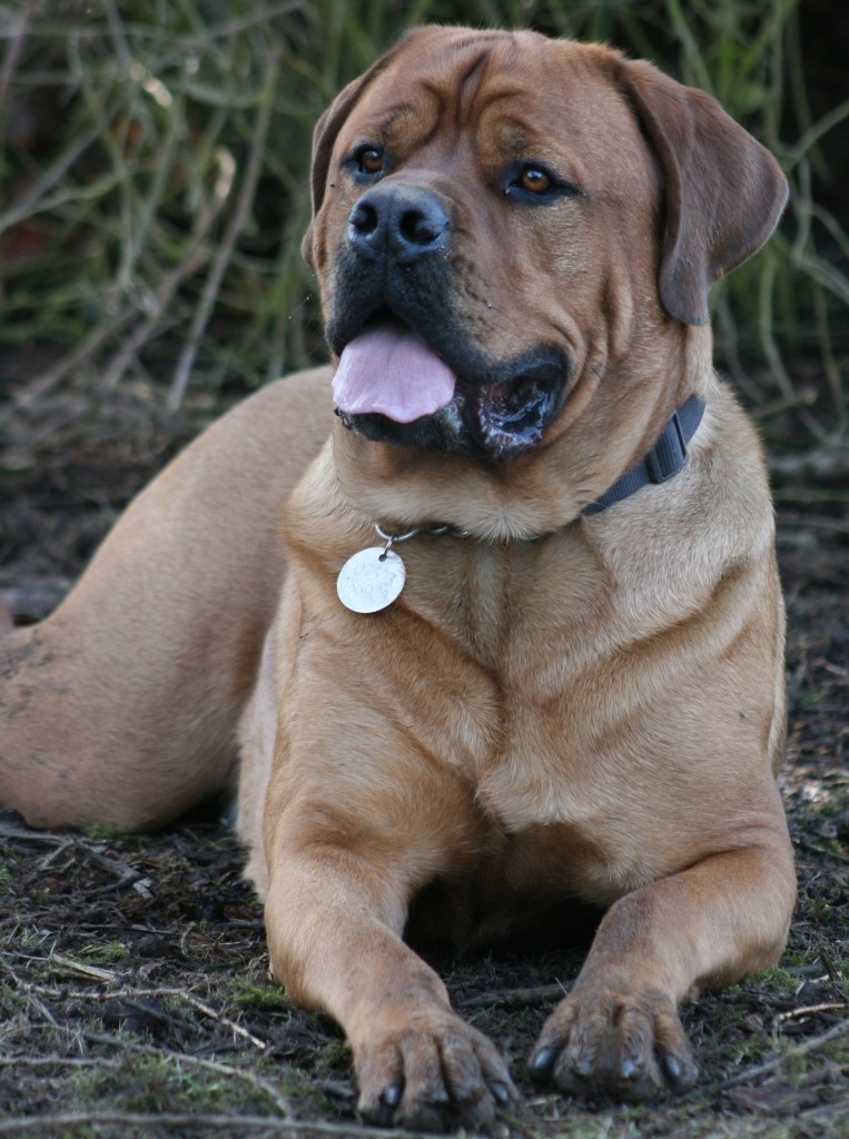 BAILEY Bullmastiff X Dogue de Bordeux 17months (with LBDR) Img_6511