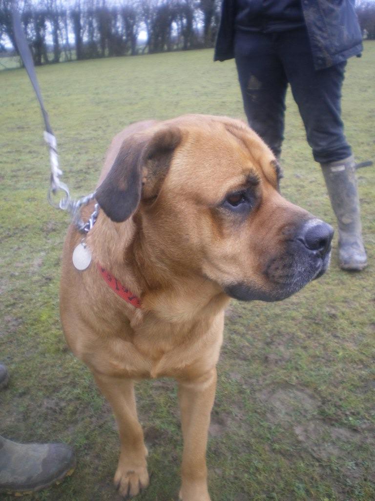 Mona - Bullmastiff cross Imgp1811