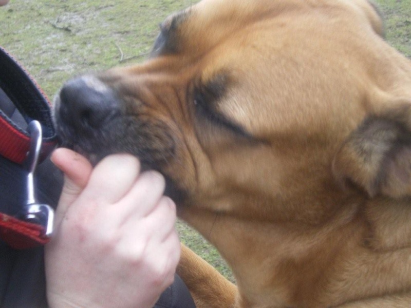 Mona 3yo Bullmastiff X with LBDR Imgp1812