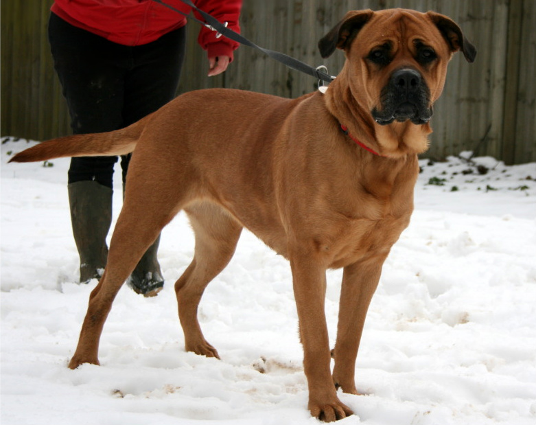 Mona - Bullmastiff cross Mona1310