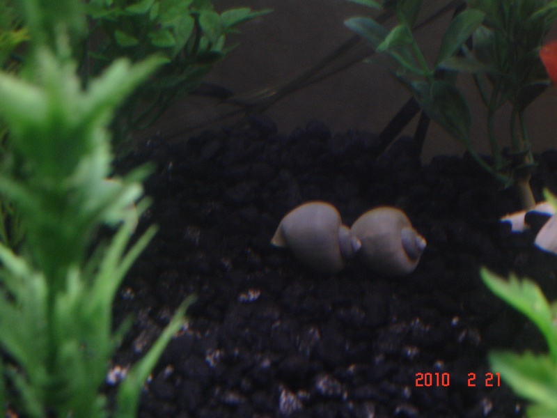 Blue Mystery Snails Angels17