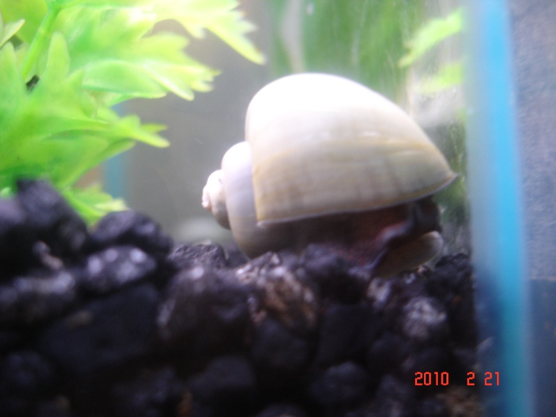 Blue Mystery Snails Angels18