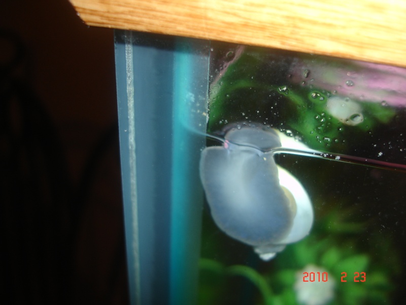 Blue Mystery Snails Myster10