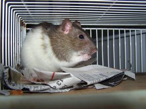 kenotte - Urgence pour Kenotte, ratte agoutie, SPA de Cholet (49) Anm_ph13