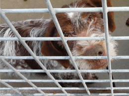 49 -  Urgent pour Salie, mémère Griffon Korthal, SPA CHolet Sallie10