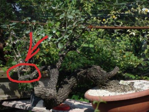 Quercus pubescens Quercus pubescens