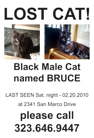 Still Searching for cats NORMA JEAN & BRUCE...$2,000 REWARD!!! Bruce_11