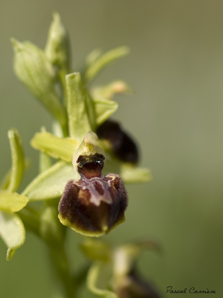 Petite série Ophrys11