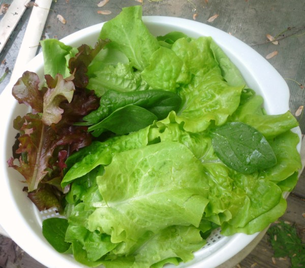 First lettuce harvest 002_re10