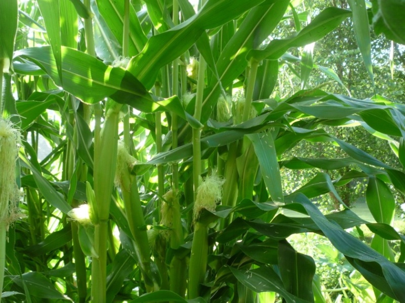 corn - Peaches & Cream corn 01212